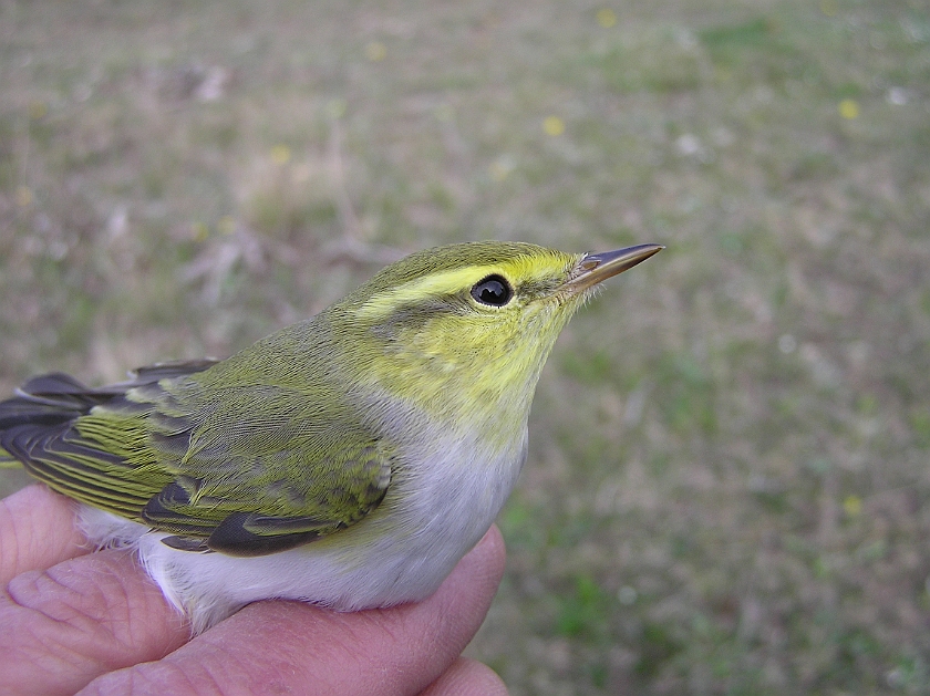 Wood Warbler, Sundre 20080502